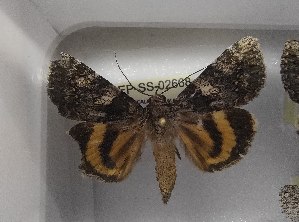  ( - LEP-SS-02668)  @11 [ ] No Rights Reserved (2023) Stefano Scalercio Consiglio per la ricerca in agricoltura e l'analisi dell'economia agraria