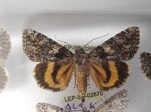  ( - LEP-SS-02669)  @11 [ ] No Rights Reserved (2023) Stefano Scalercio Consiglio per la ricerca in agricoltura e l'analisi dell'economia agraria