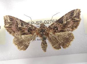  ( - LEP-SS-02761)  @11 [ ] No Rights Reserved (2023) Stefano Scalercio Consiglio per la ricerca in agricoltura e l'analisi dell'economia agraria