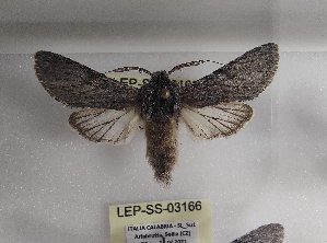  ( - LEP-SS-03165)  @11 [ ] No Rights Reserved (2023) Stefano Scalercio Consiglio per la ricerca in agricoltura e l'analisi dell'economia agraria