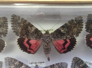  ( - LEP-SS-03819)  @11 [ ] No Rights Reserved (2023) Stefano Scalercio Consiglio per la ricerca in agricoltura e l'analisi dell'economia agraria