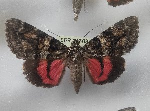  ( - LEP-SS-03830)  @11 [ ] No Rights Reserved (2023) Stefano Scalercio Consiglio per la ricerca in agricoltura e l'analisi dell'economia agraria