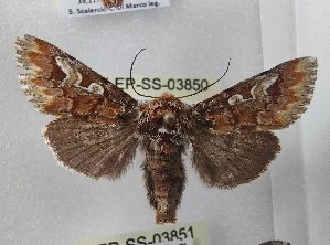  ( - LEP-SS-03850)  @11 [ ] No Rights Reserved (2023) Stefano Scalercio Consiglio per la ricerca in agricoltura e l'analisi dell'economia agraria