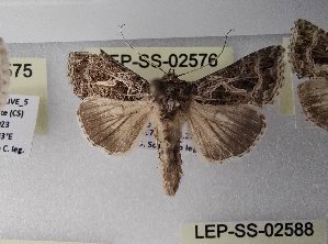  ( - LEP-SS-02576)  @11 [ ] No Rights Reserved (2023) Stefano Scalercio Consiglio per la ricerca in agricoltura e l'analisi dell'economia agraria