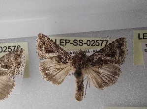  ( - LEP-SS-02577)  @11 [ ] No Rights Reserved (2023) Stefano Scalercio Consiglio per la ricerca in agricoltura e l'analisi dell'economia agraria