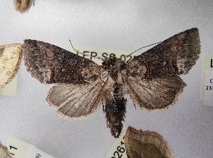  ( - LEP-SS-02599)  @11 [ ] No Rights Reserved (2023) Stefano Scalercio Consiglio per la ricerca in agricoltura e l'analisi dell'economia agraria