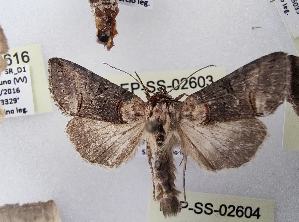  ( - LEP-SS-02603)  @11 [ ] No Rights Reserved (2023) Stefano Scalercio Consiglio per la ricerca in agricoltura e l'analisi dell'economia agraria