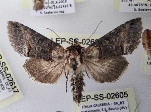  ( - LEP-SS-02604)  @11 [ ] No Rights Reserved (2023) Stefano Scalercio Consiglio per la ricerca in agricoltura e l'analisi dell'economia agraria