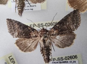  ( - LEP-SS-02605)  @11 [ ] No Rights Reserved (2023) Stefano Scalercio Consiglio per la ricerca in agricoltura e l'analisi dell'economia agraria