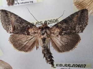  ( - LEP-SS-02606)  @11 [ ] No Rights Reserved (2023) Stefano Scalercio Consiglio per la ricerca in agricoltura e l'analisi dell'economia agraria