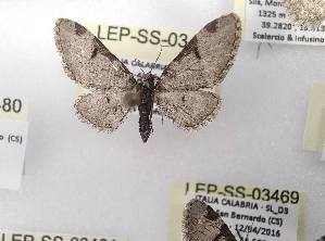  ( - LEP-SS-03468)  @11 [ ] No Rights Reserved (2023) Stefano Scalercio Consiglio per la ricerca in agricoltura e l'analisi dell'economia agraria