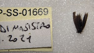 ( - LEP-SS-01669)  @11 [ ] No Rights Reserved (2023) Stefano Scalercio Consiglio per la ricerca in agricoltura e l'analisi dell'economia agraria