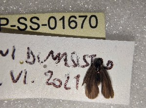  (Apterona helicinella - LEP-SS-01670)  @11 [ ] No Rights Reserved (2023) Stefano Scalercio Consiglio per la ricerca in agricoltura e l'analisi dell'economia agraria