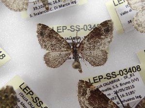  ( - LEP-SS-03407)  @11 [ ] No Rights Reserved (2023) Stefano Scalercio Consiglio per la ricerca in agricoltura e l'analisi dell'economia agraria