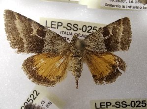  ( - LEP-SS-02511)  @11 [ ] No Rights Reserved (2023) Stefano Scalercio Consiglio per la ricerca in agricoltura e l'analisi dell'economia agraria