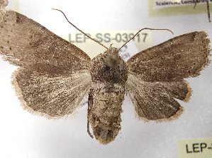  ( - LEP-SS-03917)  @11 [ ] No Rights Reserved (2023) Stefano Scalercio Consiglio per la ricerca in agricoltura e l'analisi dell'economia agraria