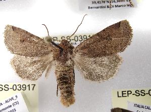  ( - LEP-SS-03918)  @11 [ ] No Rights Reserved (2023) Stefano Scalercio Consiglio per la ricerca in agricoltura e l'analisi dell'economia agraria