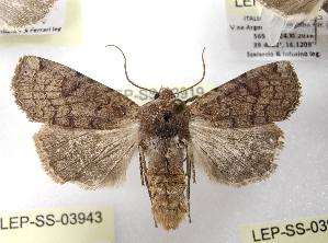  ( - LEP-SS-03919)  @11 [ ] No Rights Reserved (2023) Stefano Scalercio Consiglio per la ricerca in agricoltura e l'analisi dell'economia agraria