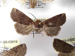  ( - LEP-SS-03920)  @11 [ ] No Rights Reserved (2023) Stefano Scalercio Consiglio per la ricerca in agricoltura e l'analisi dell'economia agraria