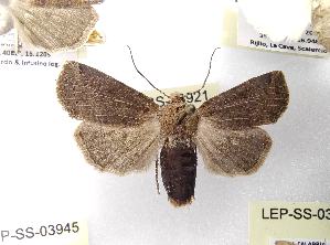  ( - LEP-SS-03921)  @11 [ ] No Rights Reserved (2023) Stefano Scalercio Consiglio per la ricerca in agricoltura e l'analisi dell'economia agraria