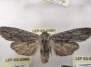  ( - LEP-SS-03961)  @11 [ ] No Rights Reserved (2023) Stefano Scalercio Consiglio per la ricerca in agricoltura e l'analisi dell'economia agraria