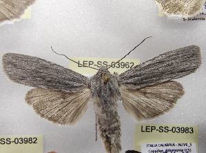  ( - LEP-SS-03962)  @11 [ ] No Rights Reserved (2023) Stefano Scalercio Consiglio per la ricerca in agricoltura e l'analisi dell'economia agraria