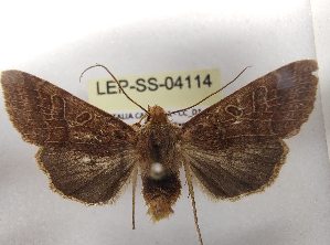  ( - LEP-SS-04114)  @11 [ ] No Rights Reserved (2023) Stefano Scalercio Consiglio per la ricerca in agricoltura e l'analisi dell'economia agraria