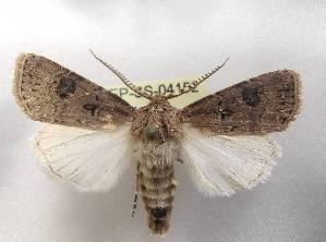  ( - LEP-SS-04152)  @11 [ ] No Rights Reserved (2023) Stefano Scalercio Consiglio per la ricerca in agricoltura e l'analisi dell'economia agraria