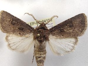  ( - LEP-SS-04153)  @11 [ ] No Rights Reserved (2023) Stefano Scalercio Consiglio per la ricerca in agricoltura e l'analisi dell'economia agraria