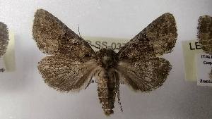  ( - LEP-SS-03715)  @11 [ ] No Rights Reserved (2023) Stefano Scalercio Consiglio per la ricerca in agricoltura e l'analisi dell'economia agraria