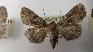  ( - LEP-SS-03716)  @11 [ ] No Rights Reserved (2023) Stefano Scalercio Consiglio per la ricerca in agricoltura e l'analisi dell'economia agraria