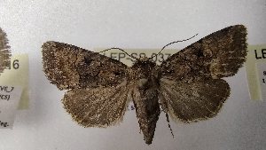  ( - LEP-SS-03717)  @11 [ ] No Rights Reserved (2023) Stefano Scalercio Consiglio per la ricerca in agricoltura e l'analisi dell'economia agraria