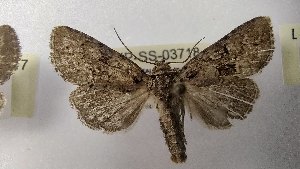  ( - LEP-SS-03718)  @11 [ ] No Rights Reserved (2023) Stefano Scalercio Consiglio per la ricerca in agricoltura e l'analisi dell'economia agraria