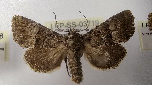  ( - LEP-SS-03719)  @11 [ ] No Rights Reserved (2023) Stefano Scalercio Consiglio per la ricerca in agricoltura e l'analisi dell'economia agraria