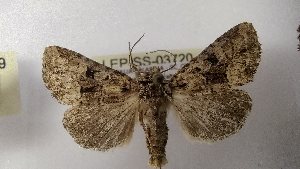  ( - LEP-SS-03720)  @11 [ ] No Rights Reserved (2023) Stefano Scalercio Consiglio per la ricerca in agricoltura e l'analisi dell'economia agraria