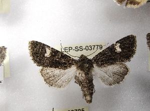  ( - LEP-SS-03779)  @11 [ ] No Rights Reserved (2023) Stefano Scalercio Consiglio per la ricerca in agricoltura e l'analisi dell'economia agraria