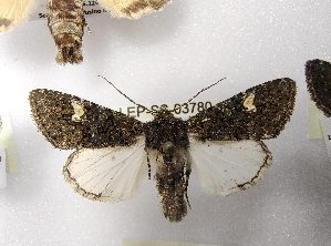  ( - LEP-SS-03780)  @11 [ ] No Rights Reserved (2023) Stefano Scalercio Consiglio per la ricerca in agricoltura e l'analisi dell'economia agraria