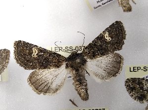  ( - LEP-SS-03781)  @11 [ ] No Rights Reserved (2023) Stefano Scalercio Consiglio per la ricerca in agricoltura e l'analisi dell'economia agraria