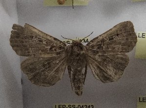  ( - LEP-SS-04234)  @11 [ ] No Rights Reserved (2023) Stefano Scalercio Consiglio per la ricerca in agricoltura e l'analisi dell'economia agraria