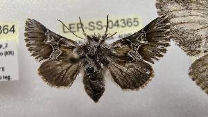  ( - LEP-SS-04365)  @11 [ ] No Rights Reserved (2023) Stefano Scalercio Consiglio per la ricerca in agricoltura e l'analisi dell'economia agraria