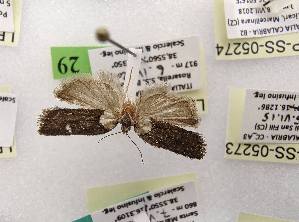  ( - LEP-SS-05261)  @11 [ ] No Rights Reserved (2023) Stefano Scalercio Consiglio per la ricerca in agricoltura e l'analisi dell'economia agraria