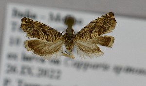  ( - LEP-SS-07487)  @11 [ ] No Rights Reserved (2025) Stefano Scalercio Consiglio per la ricerca in agricoltura e l'analisi dell'economia agraria