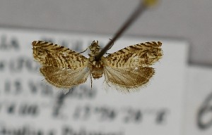  ( - LEP-SS-07501)  @11 [ ] No Rights Reserved (2025) Stefano Scalercio Consiglio per la ricerca in agricoltura e l'analisi dell'economia agraria