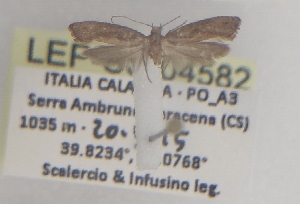  ( - LEP-SS-04582)  @11 [ ] No Rights Reserved (2025) Stefano Scalercio Council for agricultural research and economics