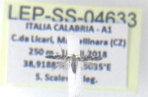  ( - LEP-SS-04633)  @11 [ ] No Rights Reserved (2025) Stefano Scalercio Council for agricultural research and economics