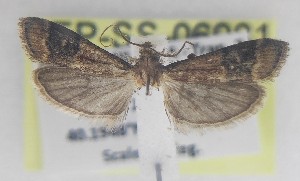  ( - LEP-SS-06981)  @11 [ ] No Rights Reserved (2025) Stefano Scalercio Council for agricultural research and economics