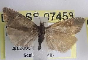  ( - LEP-SS-07453)  @11 [ ] No Rights Reserved (2025) Stefano Scalercio Council for agricultural research and economics