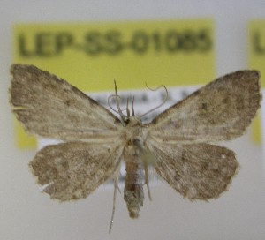  ( - LEP-SS-01085)  @11 [ ] No Rights Reserved (nrr) (2021) Unspecified Centro di Ricerca Foreste e Legno