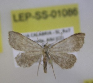  ( - LEP-SS-01086)  @11 [ ] No Rights Reserved (nrr) (2021) Unspecified Centro di Ricerca Foreste e Legno