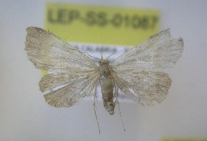  ( - LEP-SS-01087)  @11 [ ] No Rights Reserved (nrr) (2021) Unspecified Centro di Ricerca Foreste e Legno